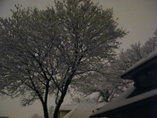 2008_0101SNOW20160002.thumb.JPG.88ad5a89