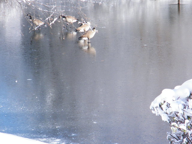 2008_0102SNOW20160007.thumb.JPG.b89b7d4f