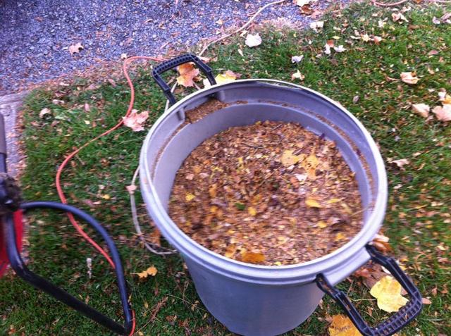 leafs_002.thumb.JPG.3efde5897733bc48e3b4