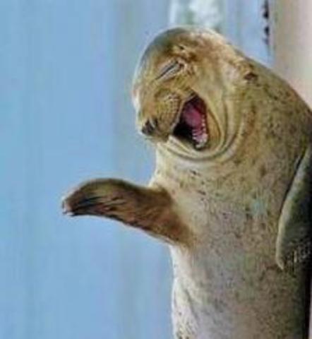 t5yxi-funny-seal-laughing.thumb.jpg.509f