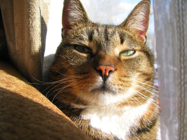 566dcf7552c2a_wheelhorsinaround333607879