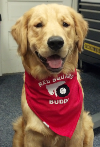 569bf91c0f992_BUDDYWITHREDSQUAREBANDANA.