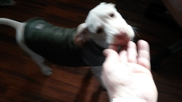 56a3b4ce0aaa8_Bryantscoat001.thumb.jpg.9