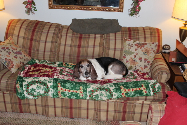 IMG_0216.thumb.JPG.b64a774ecd029520136eb