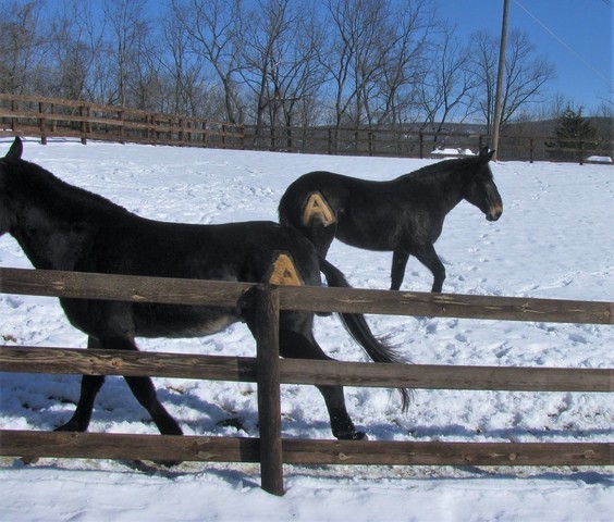 IMG_2860.thumb.JPG.f79d3ca8b63b43cb111c4