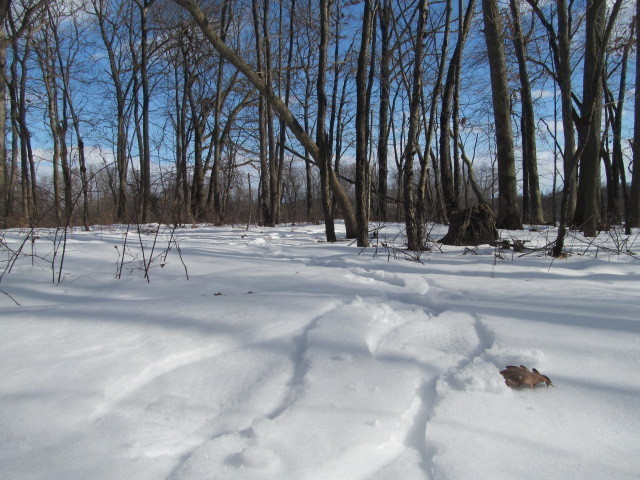 IMG_5385.JPG.d3d6e794664c25032001f5f0404