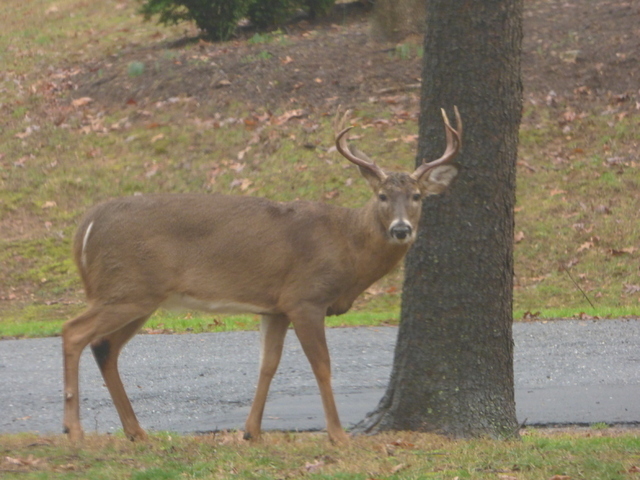 P1010457.thumb.JPG.843e9183008f871aca825