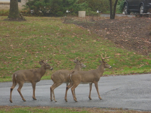 P1010459.thumb.JPG.8906b1910800a0ffe3097