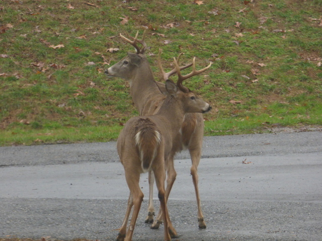 P1010464.thumb.JPG.6dbbf883b231a78662eb9