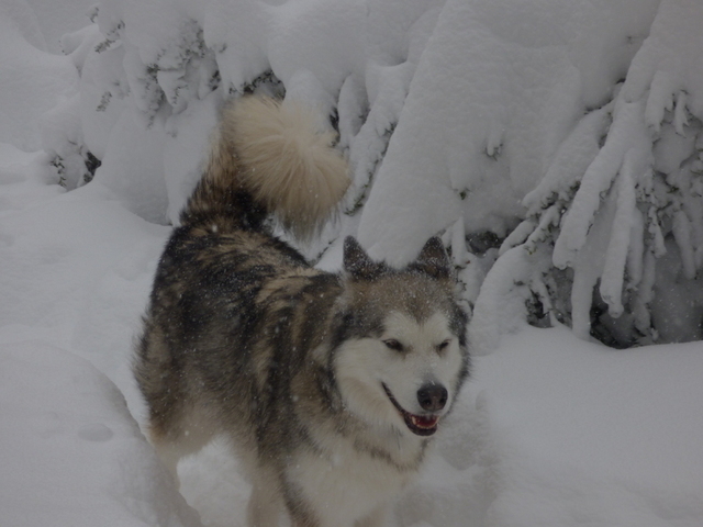 P1010589.thumb.JPG.197180afd7a3c9365b6c9