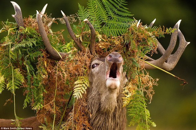 de2.jpg.013fdeb82d017201bc51f96bac5277aa