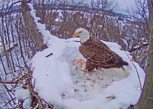 2-10-16.thumb.jpg.a61c5faaed5a20b747c5f8