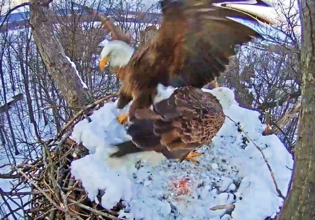 2-11-16.thumb.jpg.82e0faa043a85d1d809ecc