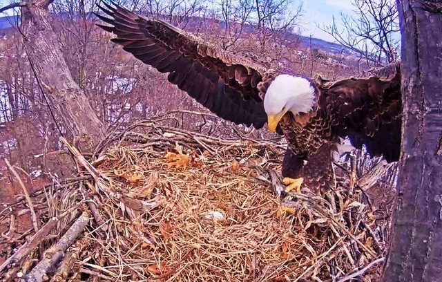 2-20-16-2.thumb.jpg.81ba21d27a5c0ca3a453