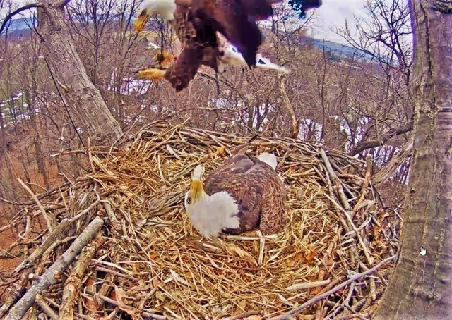 2-21-16-2.thumb.jpg.38509ef8bac7dfce3cd1