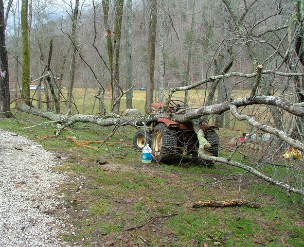 wheelhorse and tree.jpg