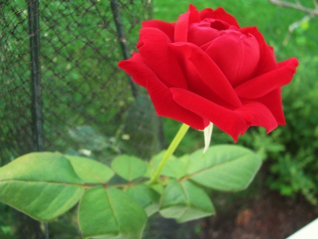 IMG_0465.thumb.JPG.170a0043a11721c52ed8f