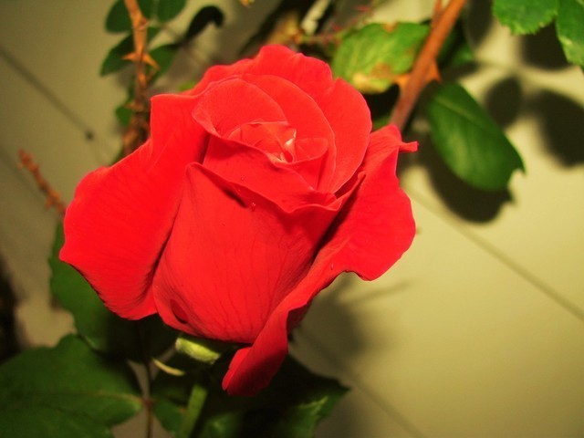 IMG_1856.thumb.JPG.ddda98d65bcfe80e0f78d