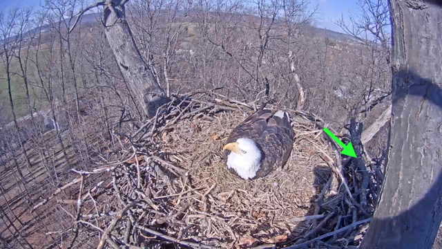 eagle_stick1.thumb.png.d22f8cd95e45c5920