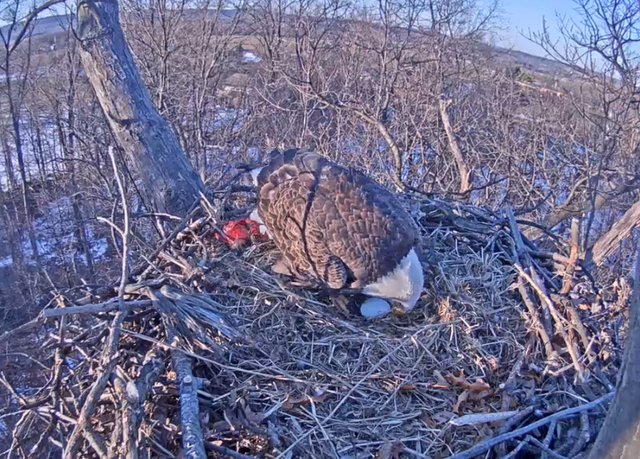 egg1.png.3869f493d5dec0572331bbd662a2c3d