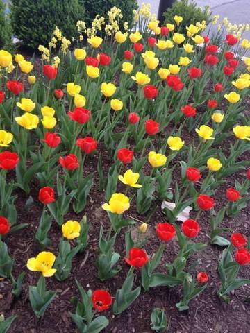 flowers_n.thumb.jpg.8e396944d370988ca6c9