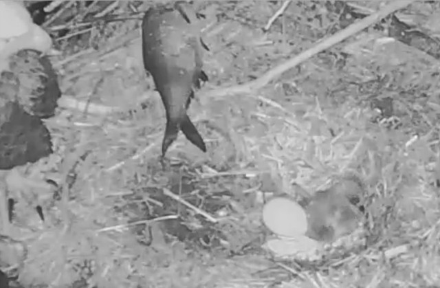 3-29-16.jpg.1e4178040085f2374a00e178af29