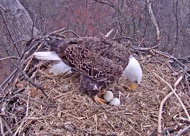 Easter_Eggs.png.20bfe475d6da7c9e80cad372