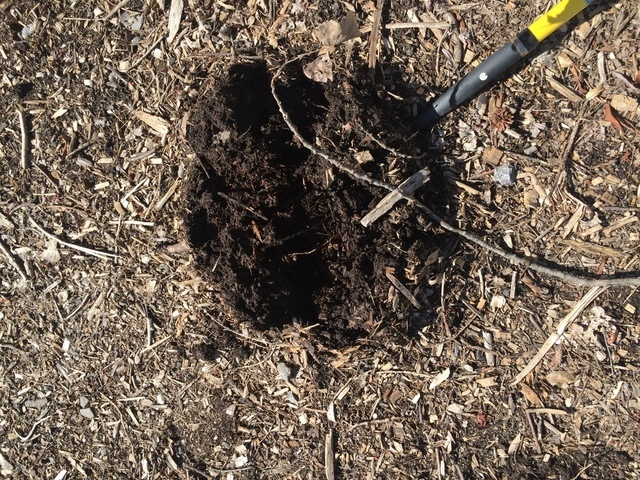 IMG_9907.thumb.JPG.2295a8adec41a9747fe59