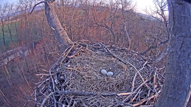 eggs_3-24.thumb.png.b7821896b441a8e84117