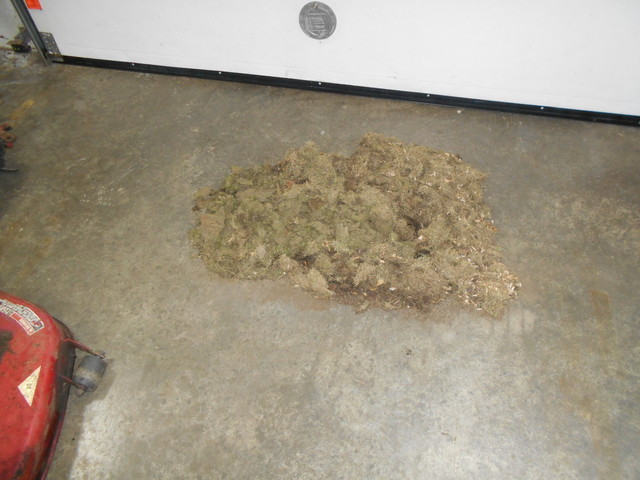 Mouse nest on floor.JPG