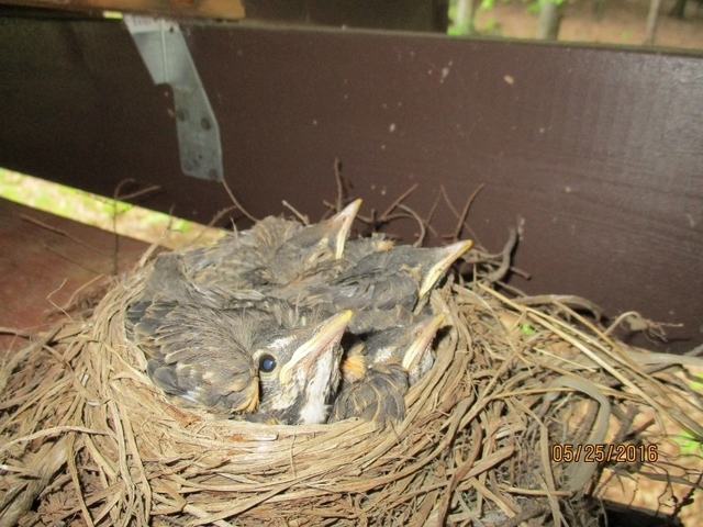 IMG_0563 (800x600).jpg