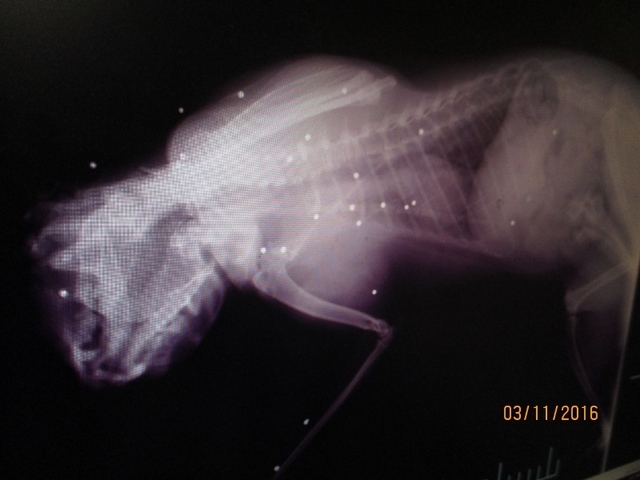 IMG_0325 (800x600).jpg