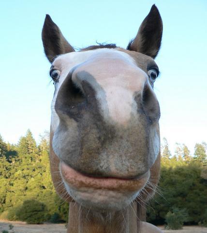 horse-face.jpg
