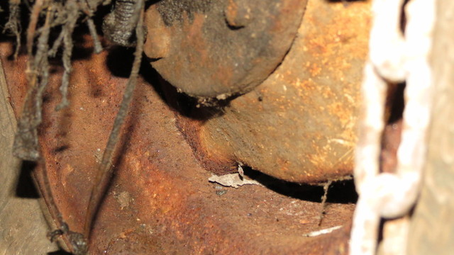 tractors and birds 051.JPG