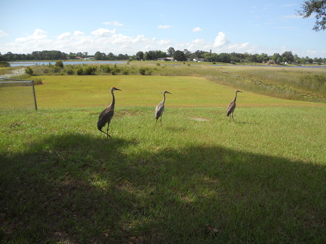 Sandhill Cranes.JPG