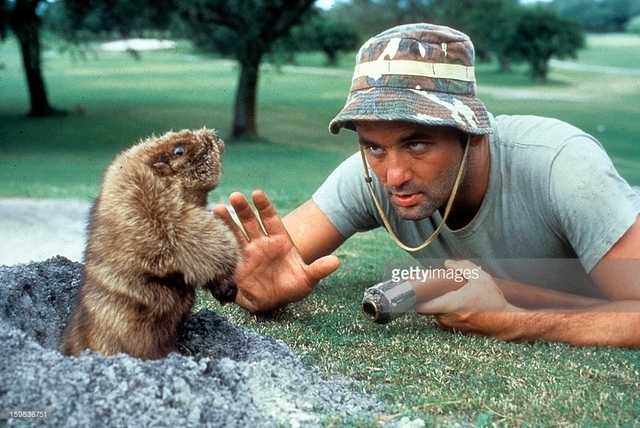 bill-murray-eye-to-eye-with-a-groundhog-in-a-scene-from-the-film-picture-id159836751.jpg
