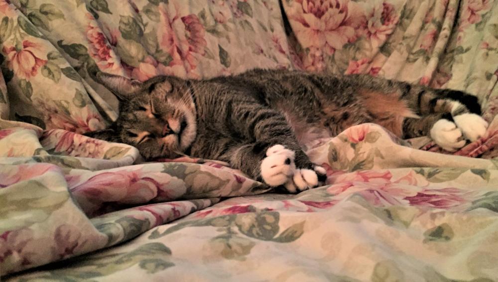 The Fainting Chlo.jpg