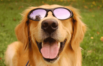 DogSunglasses.gif.22febbe3c6887947faa9f0e9d103083a.gif