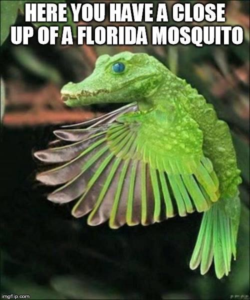 5a33e98e882e0_Floridamosquito.jpg.7670de5eaf766a22d6fcf0f2efdadfa8.jpg