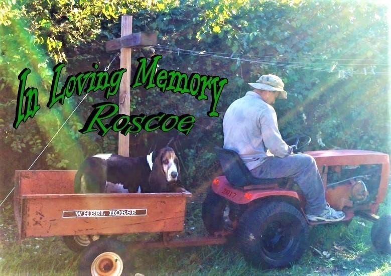 Roscoe.jpg.b1cc85371bb04f0fb346d722b56b0ab6.jpg