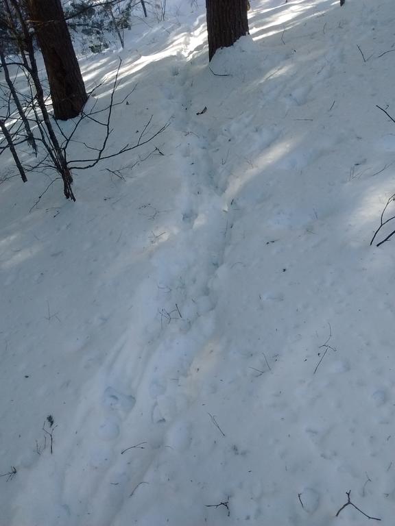 snowshoeing12_31.17-2.jpg.61c5b84f1826a3258e737a4acd9435fa.jpg