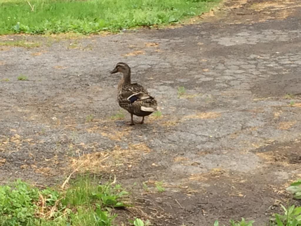 5b14440a3a633_Bryduckskonk002.JPG.e98b94b69c8537d2bfa2e42c5a9d36c0.JPG