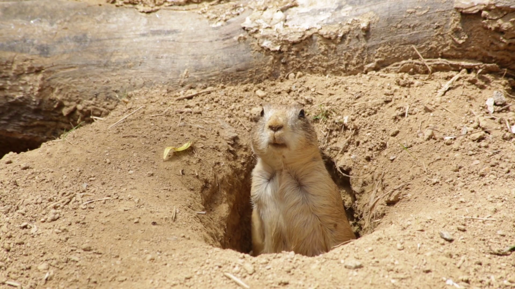 prairie-dog-popping-out-of-hole-and-looking-around_bhvntpko_thumbnail-full01.png.577ada5b57470551f5c18f584e2fd838.png