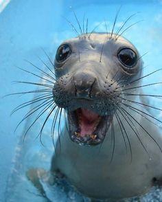 291899046013f02c4a8788a8c634b6f9--baby-seal-under-the-sea.jpg.c6584cb73cc4cd56c437594c4df7da38.jpg