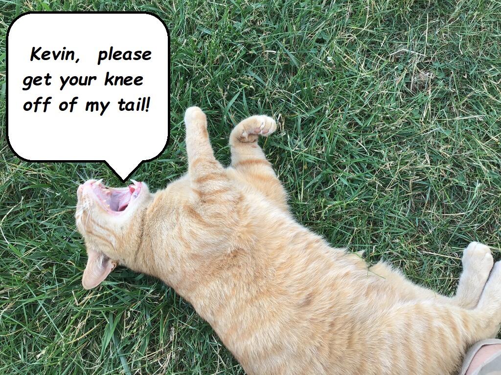 1832399055_Kevinpleasegetyourkneeoffmytail.jpeg.2bbc6f4ad47e5943321af30567b156f4.jpeg