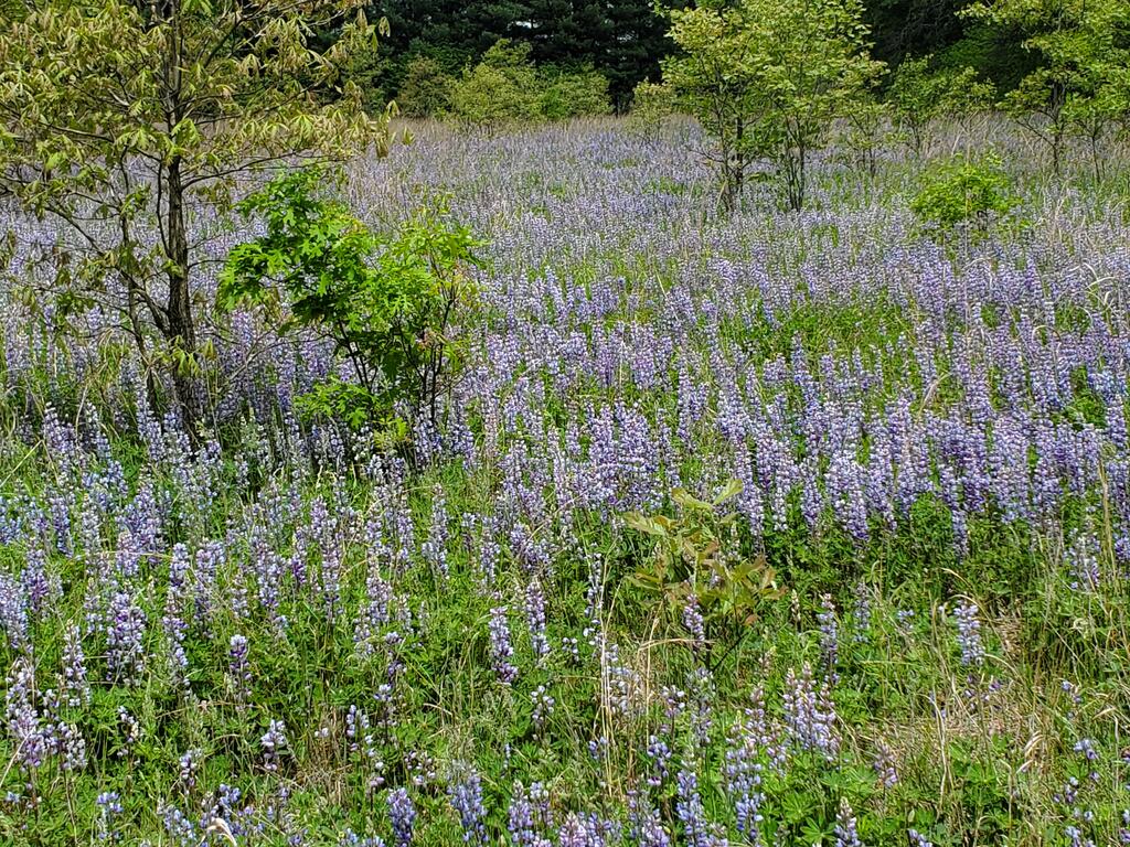 1510252723_WildLupine1.jpg.c949feb1763b3c750597b30cc911879a.jpg