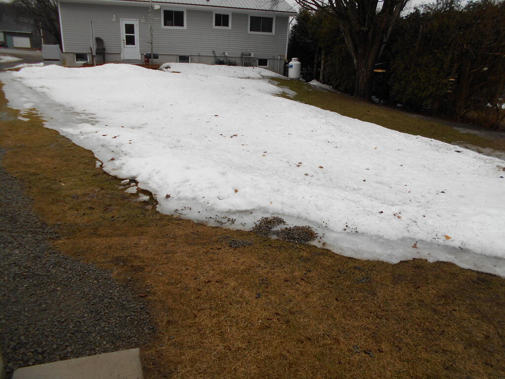 428410997_Snowmeltinginyard1.JPG.32f904a41eaebfc35f573c1d52efdcaa.JPG