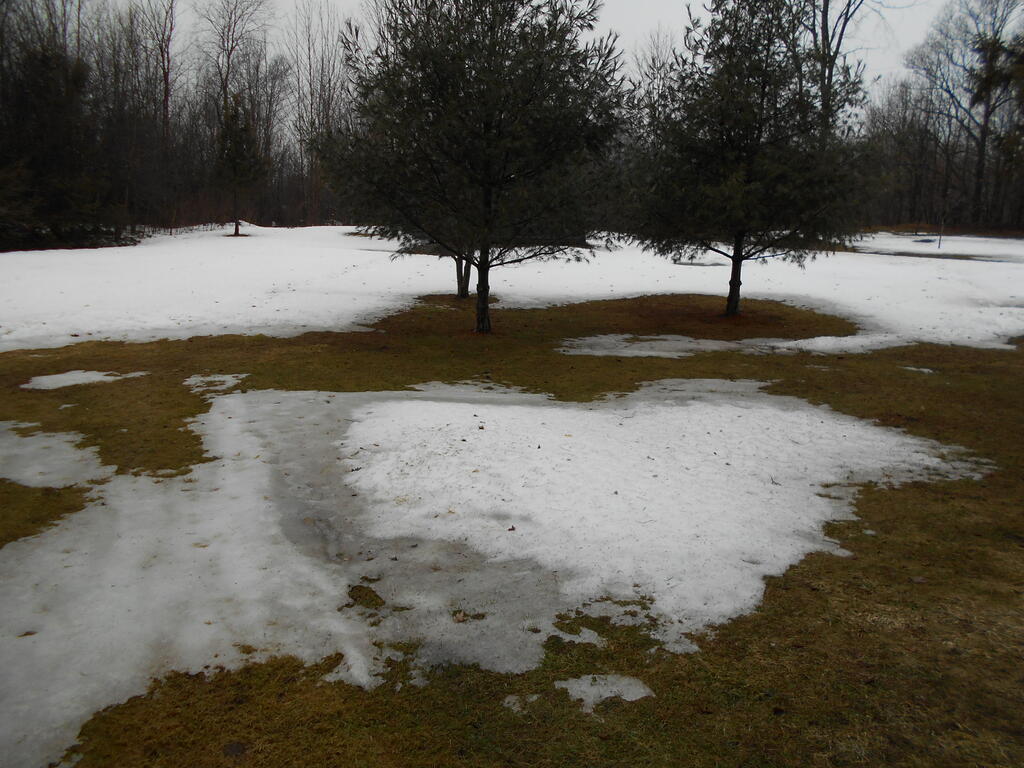 974738842_Snowmeltinginyard3.JPG.7b34d00b6e3cd0bafd20bff4f5b78cde.JPG