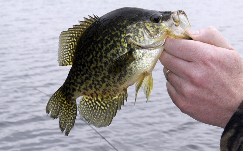 black-crappie-thumb.jpg.dfe4162e3f224219ad3a21ef4f182ecb.jpg