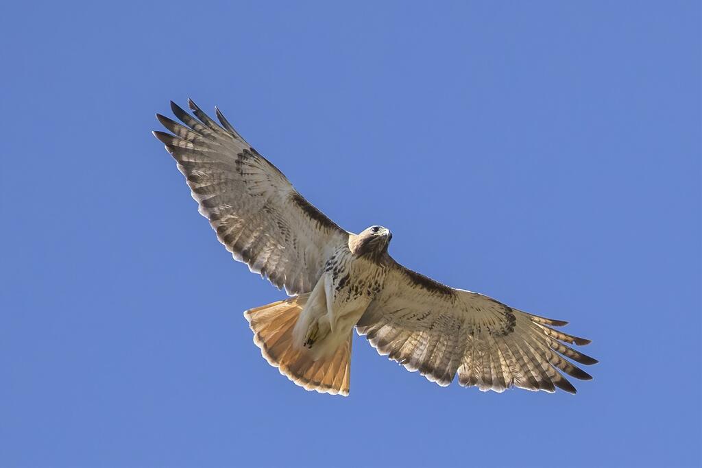 448446551_RedTailHawk.jpg.a4ae9a4aa975840ba9c8058b9a8e0cb6.jpg